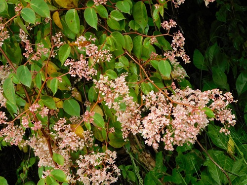 Begonia holtonis (Begonia holtonis)