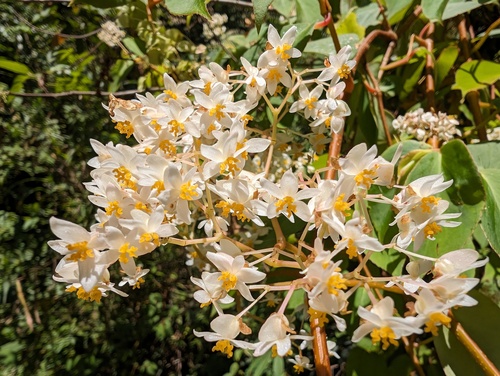 Begonia holtonis (Begonia holtonis)