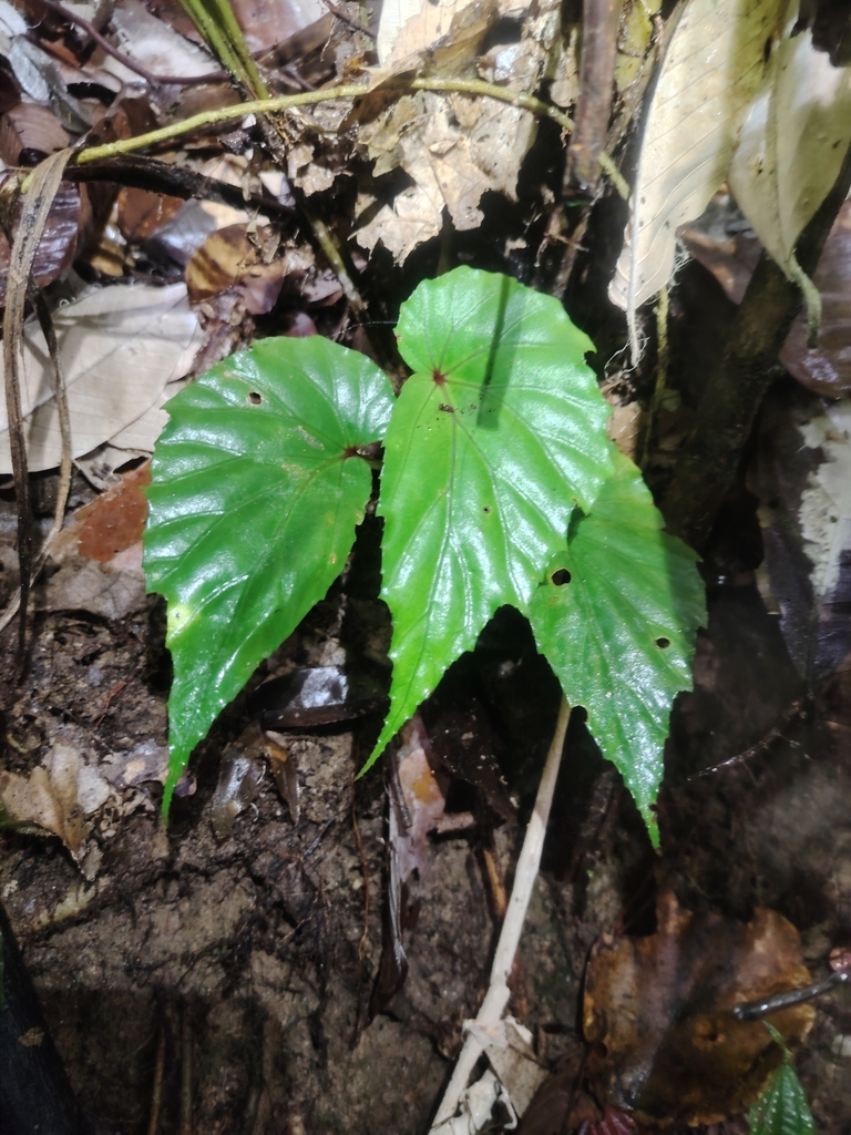 Begonia holttumii (Begonia holttumii)