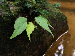 Begonia holttumii (Begonia holttumii)