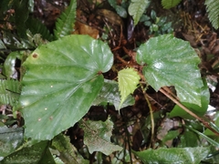 Begonia holttumii (Begonia holttumii)