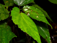 Begonia holttumii (Begonia holttumii)