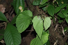 Begonia holttumii (Begonia holttumii)