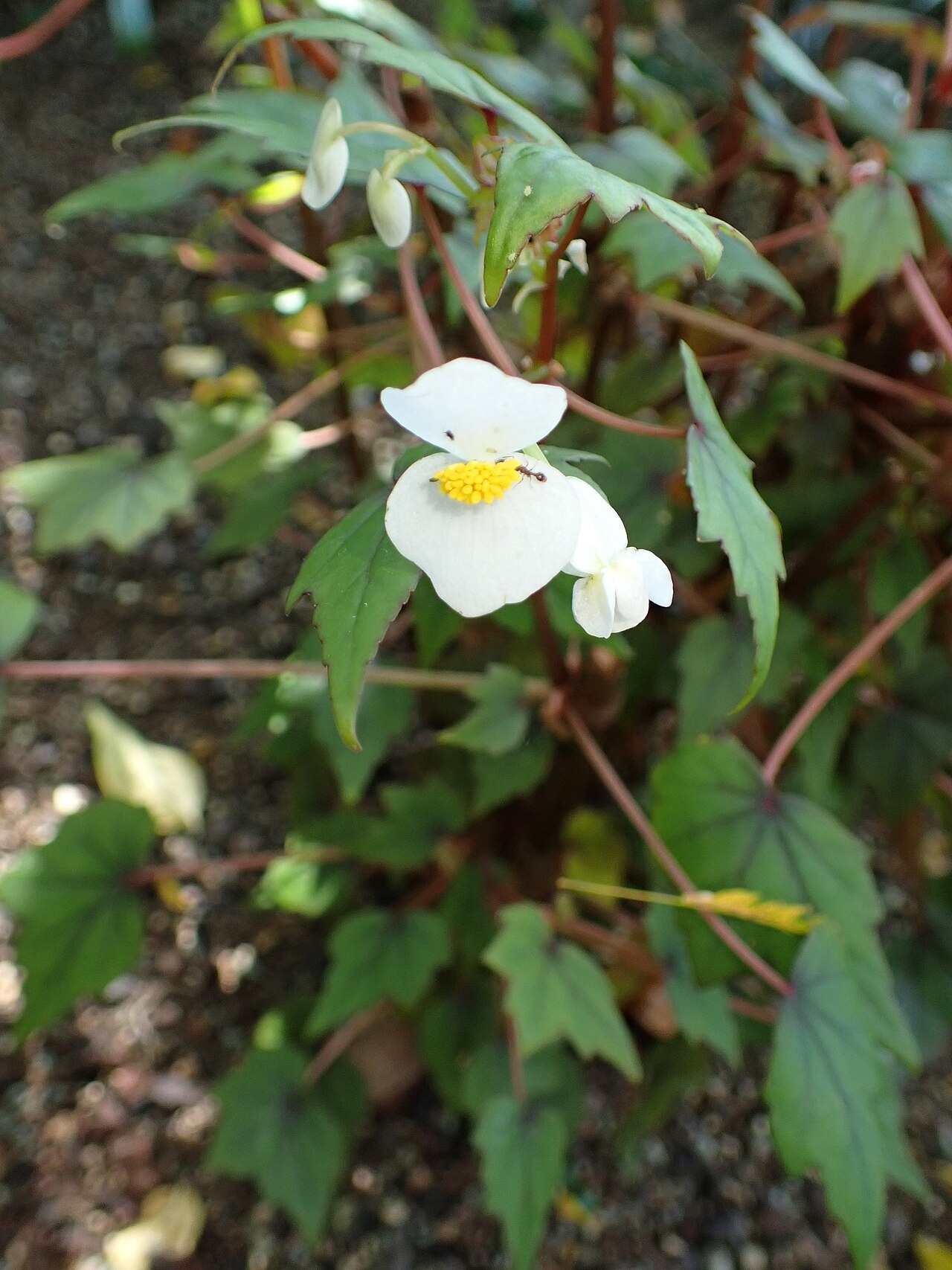 Begonia homonyma: Begonia homonyma in the Botanischer Garten, Berlin-Dahlem