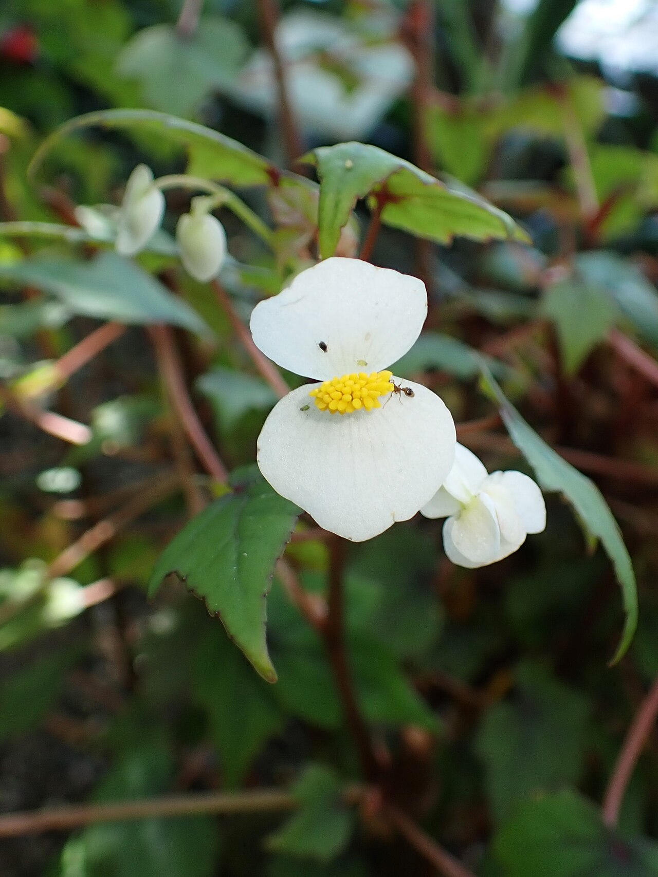Begonia homonyma: Begonia homonyma in the Botanischer Garten, Berlin-Dahlem