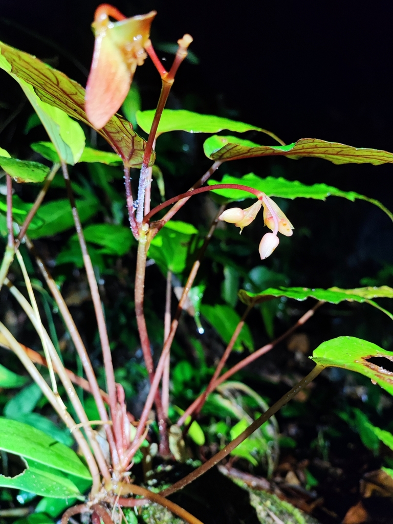 Begonia hongiaoensis (Begonia hongiaoensis)