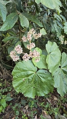 Begonia huegelii (Begonia huegelii)