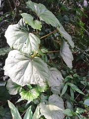 Begonia huegelii (Begonia huegelii)