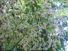 Begonia huegelii (Begonia huegelii)