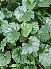 Begonia huegelii (Begonia huegelii)