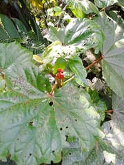 Begonia huegelii (Begonia huegelii)
