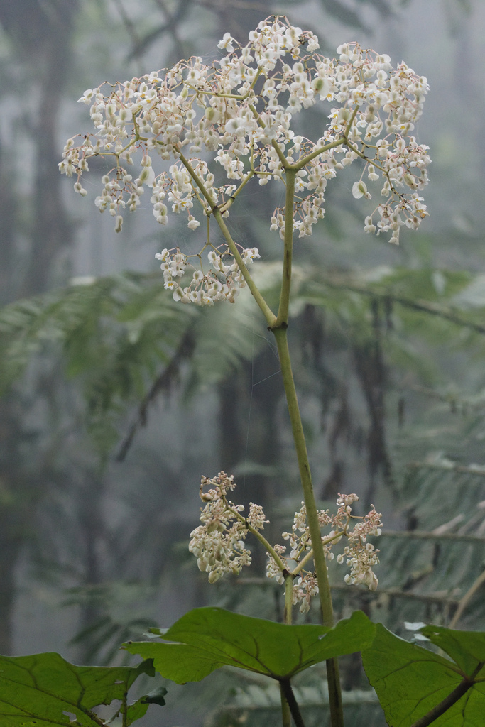 Begonia huegelii (Begonia huegelii)