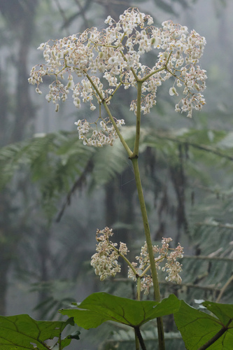 Begonia huegelii (Begonia huegelii)