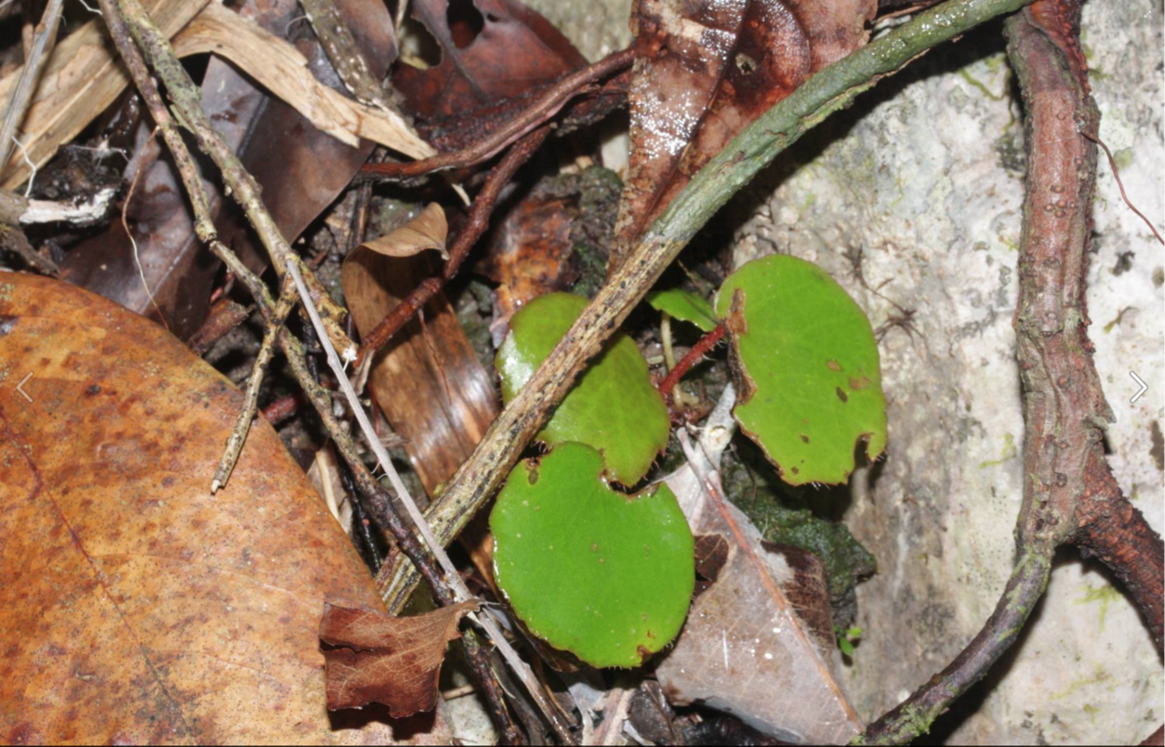 Begonia hughesii: B. hughesii in situ