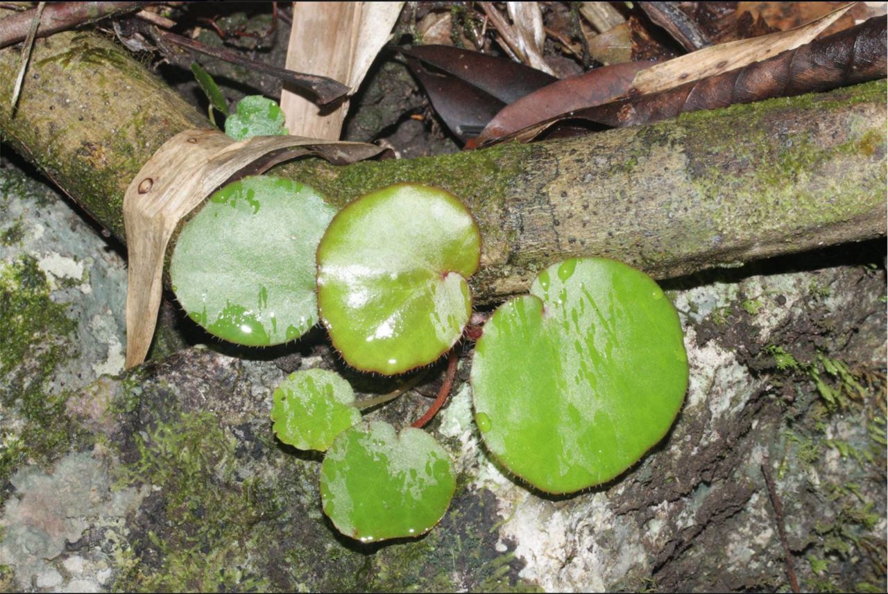 Begonia hughesii: B. hughesii in situ