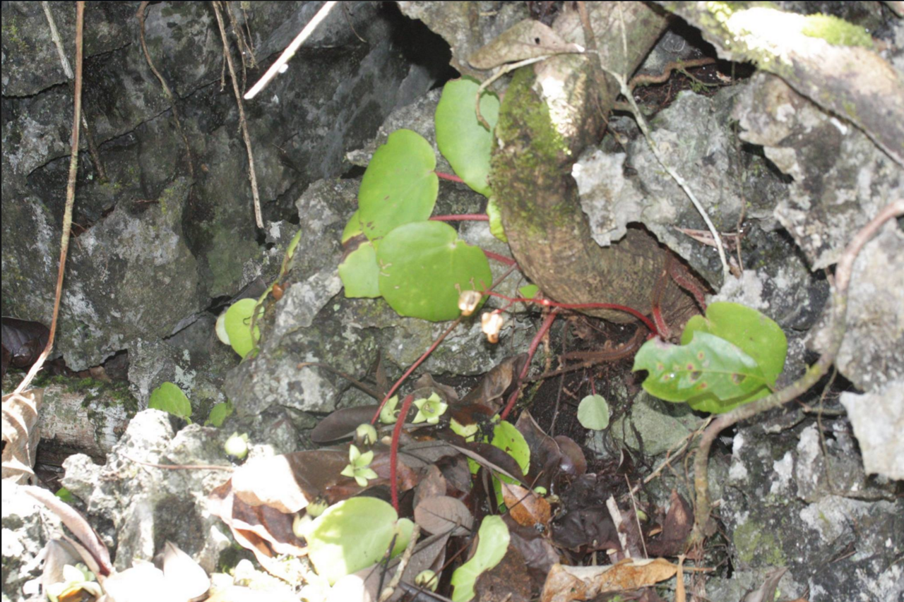 Begonia hughesii: B. hughesii in situ