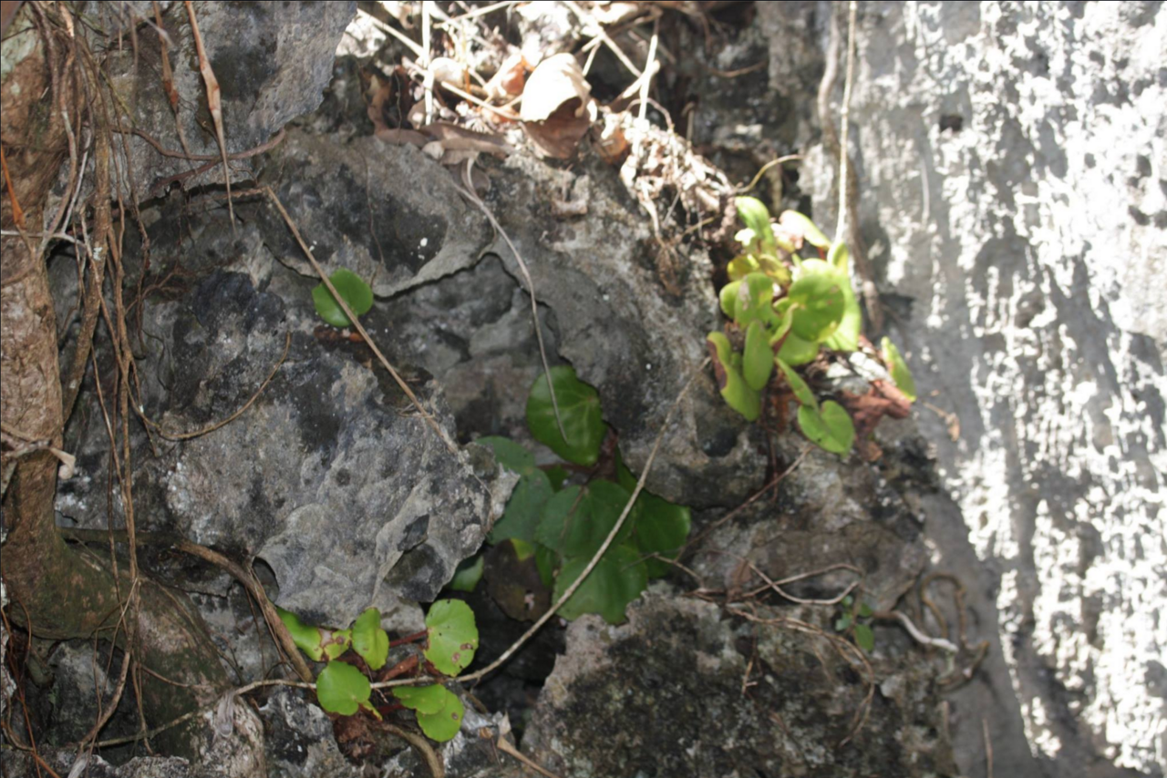 Begonia hughesii: B. hughesii in situ