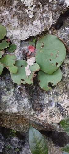 Begonia hughesii (Begonia hughesii)