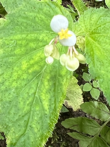 Begonia humilis (Begonia humilis)