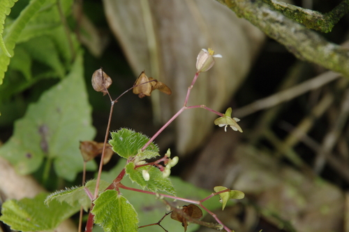 Begonia humilis (Begonia humilis)