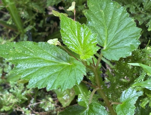 Begonia humilis (Begonia humilis)