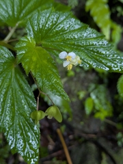 Begonia humilis (Begonia humilis)