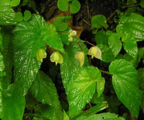 Begonia humilis (Begonia humilis)