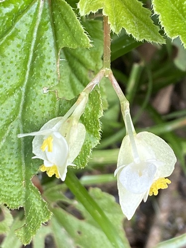 Begonia humilis (Begonia humilis)