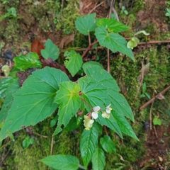 Begonia humilis (Begonia humilis)