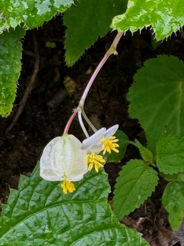 Begonia humilis (Begonia humilis)