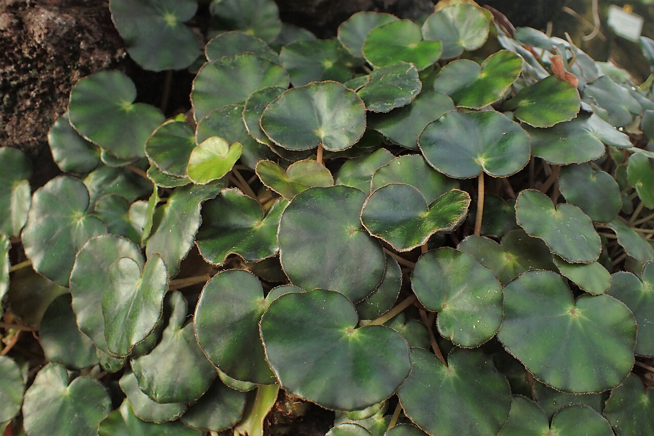 Pennywort begonia: Begonia hydrocotylifolia in the Botanischer Garten, Berlin-Dahlem
