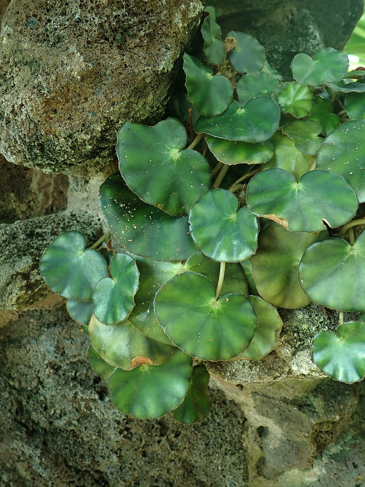 Pennywort begonia: Begonia hydrocotylifolia , Berlin-Dahlem Botanical Garden.
