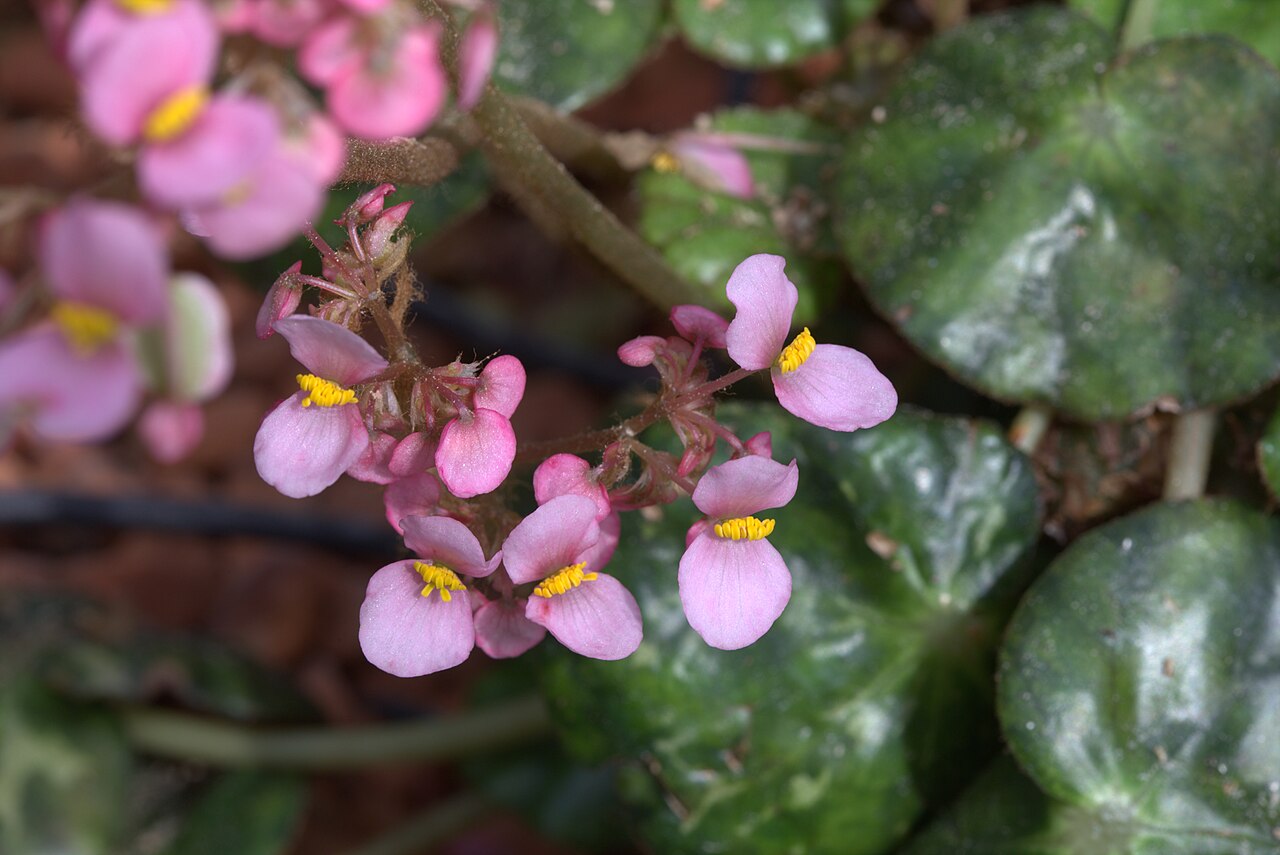 Pennywort begonia: Begonia hydrocotylifolia in Gotehenburg Botanical Garden in 2015. Plant id: 2006-999 s G -- Stuttgart2