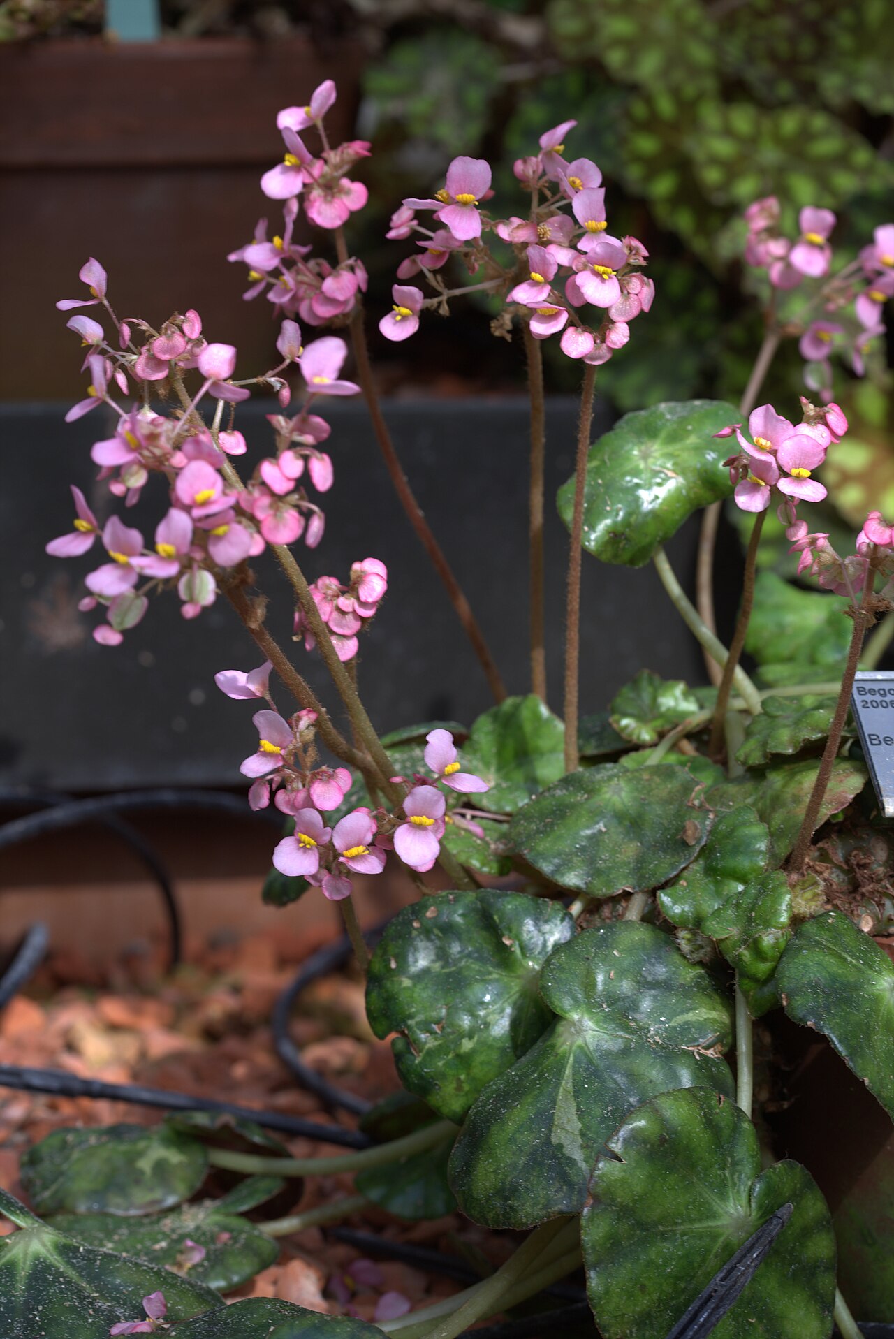 Pennywort begonia: Begonia hydrocotylifolia in Gotehenburg Botanical Garden in 2015. Plant id: 2006-999 s G -- Stuttgart2