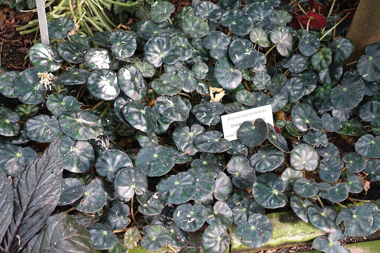 Pennywort begonia: Botanical specimen in the Bergianska trädgården - Stockholm, Sweden.