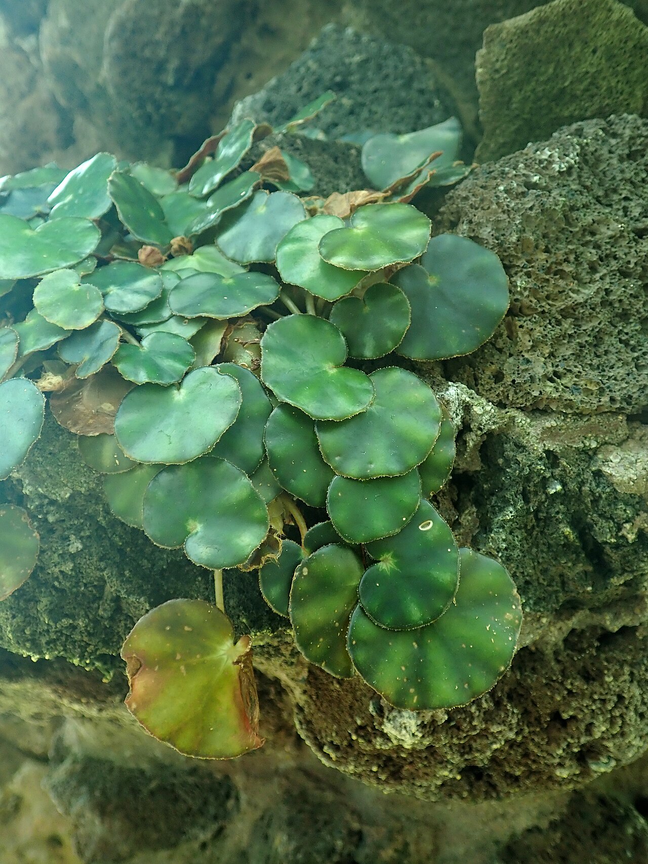 Pennywort begonia: Begonia hydrocotylifolia , Berlin-Dahlem Botanical Garden.