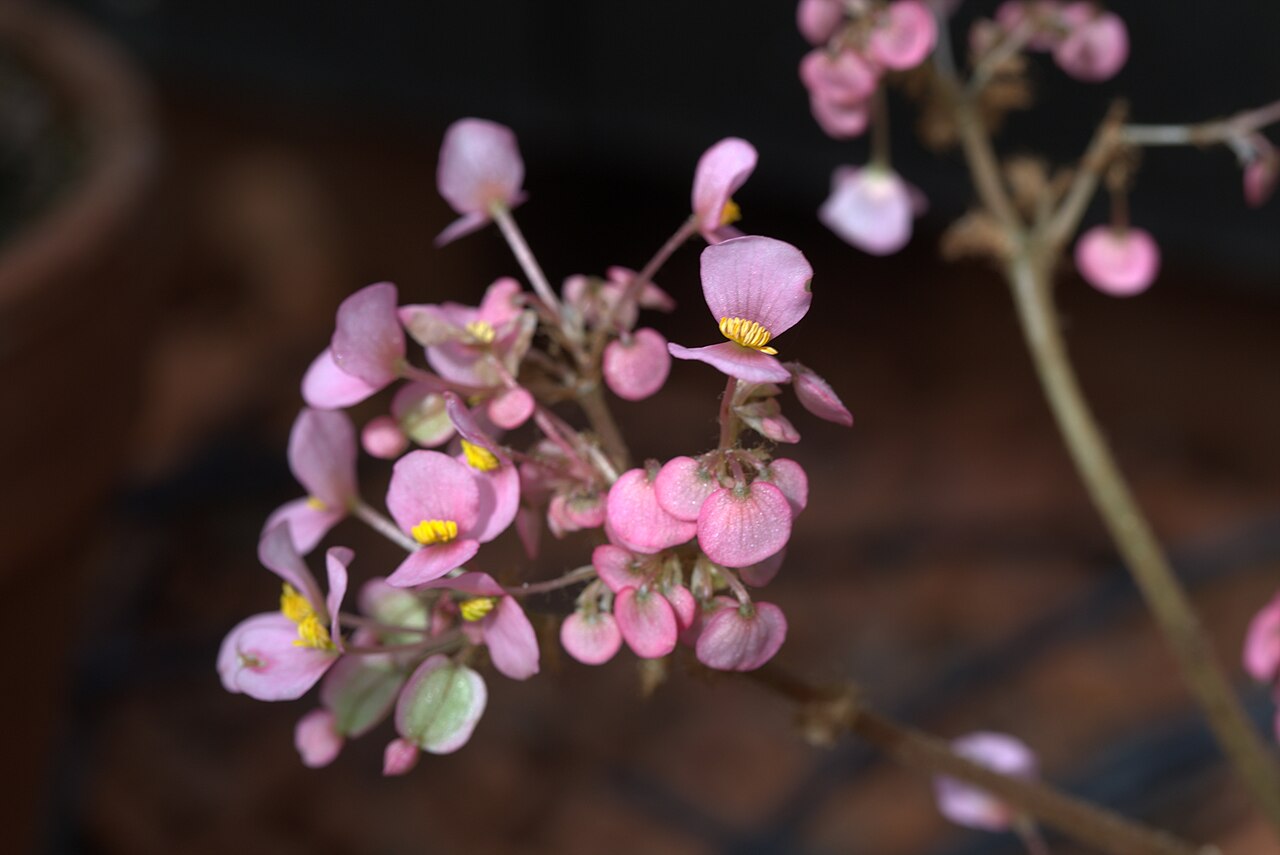 Pennywort begonia: Begonia hydrocotylifolia in Gotehenburg Botanical Garden in 2015. Plant id: 2006-999 s G -- Stuttgart2