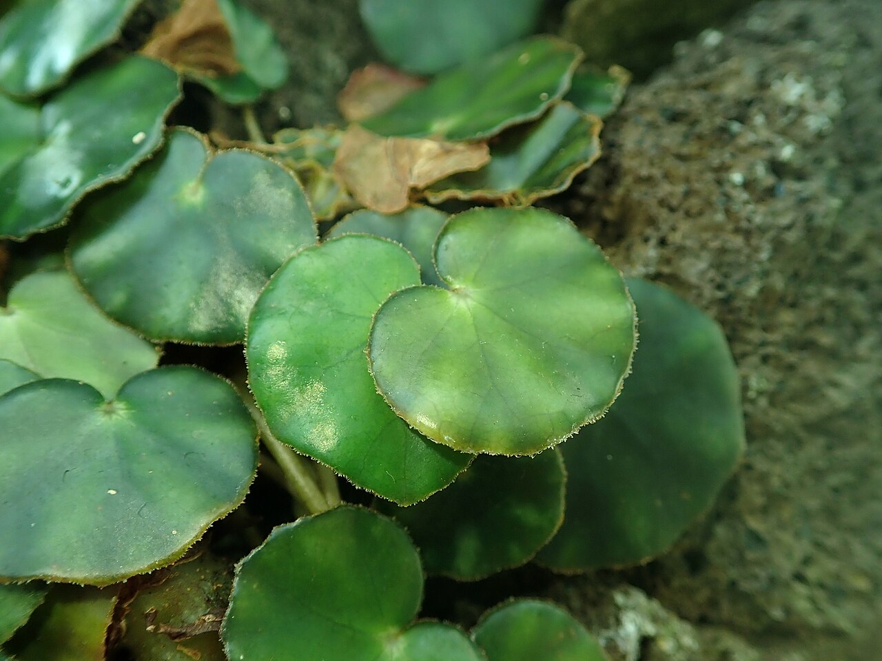 Pennywort begonia: Begonia hydrocotylifolia , Berlin-Dahlem Botanical Garden.