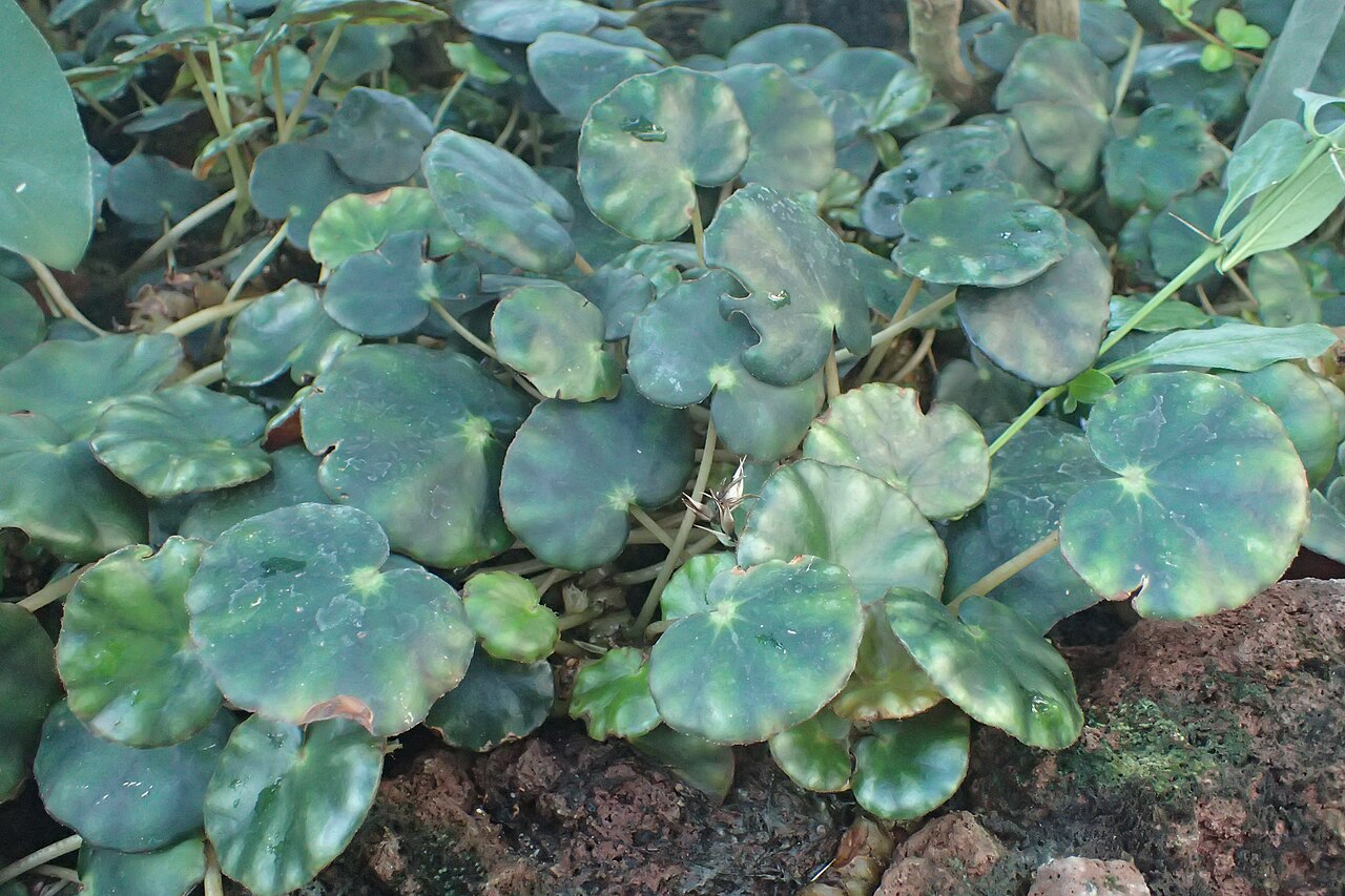 Pennywort begonia: Begonia hydrocotylifolia in the Botanischer Garten, Berlin-Dahlem