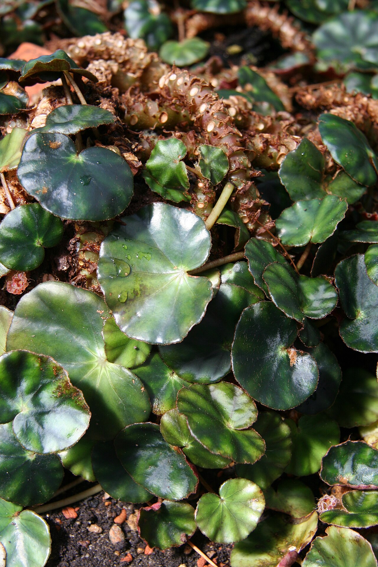 Pennywort begonia: Begonia hydrocotylifolia im Botanischen Garten Berlin