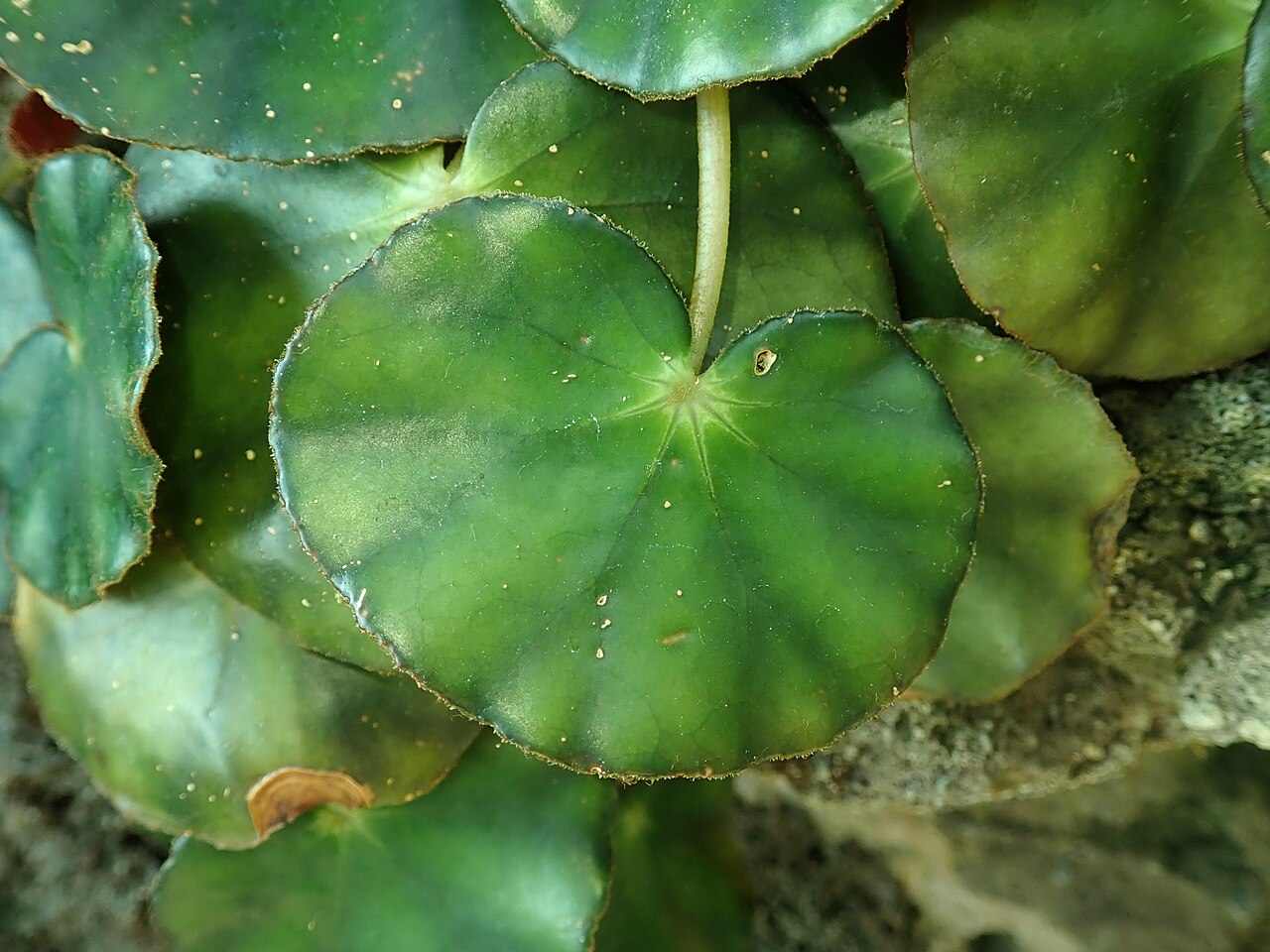 Pennywort begonia: Begonia hydrocotylifolia , Berlin-Dahlem Botanical Garden.