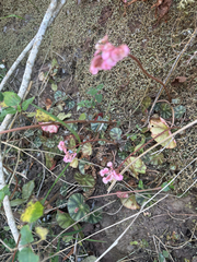 Pennywort begonia (Begonia hydrocotylifolia)