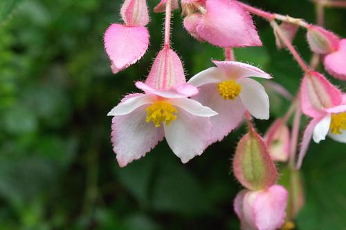 Begonia ignea (Begonia ignea)