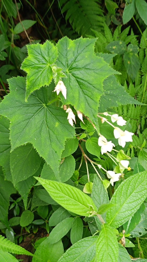 Begonia ignea (Begonia ignea)