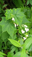 Begonia ignea (Begonia ignea)