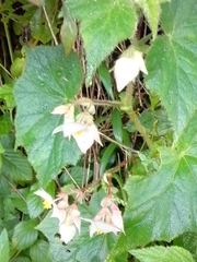 Begonia ignea (Begonia ignea)