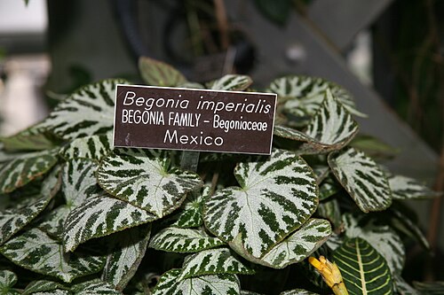 Begonia imperialis: Begonia imperialis