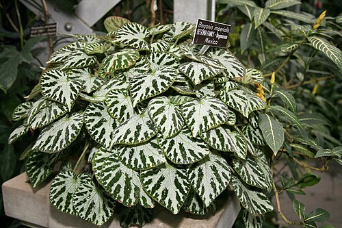 Begonia imperialis: Begonia imperialis