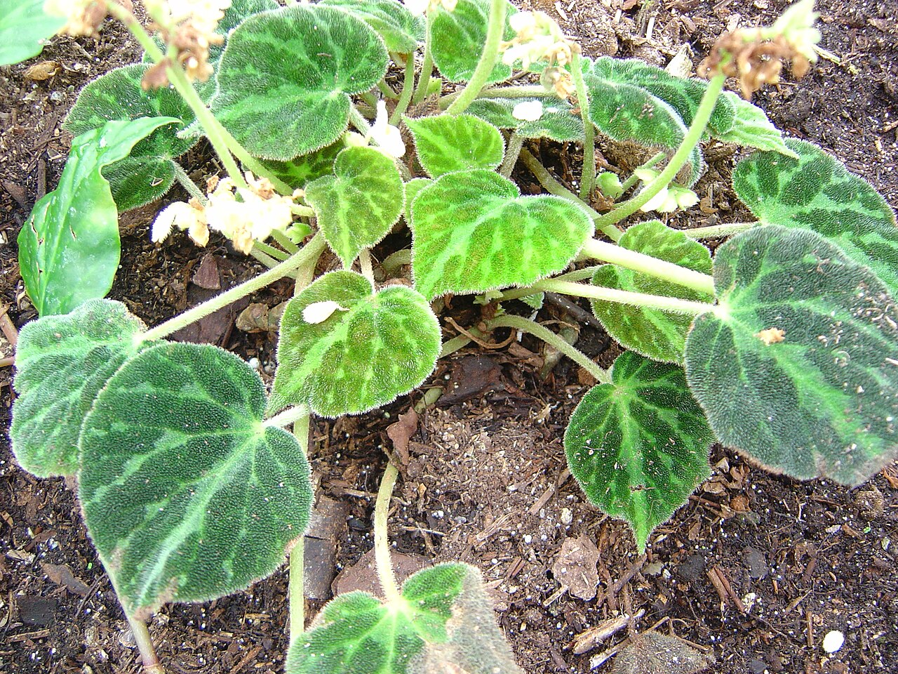 Begonia imperialis: photo catch by myself : Solène Moutardier