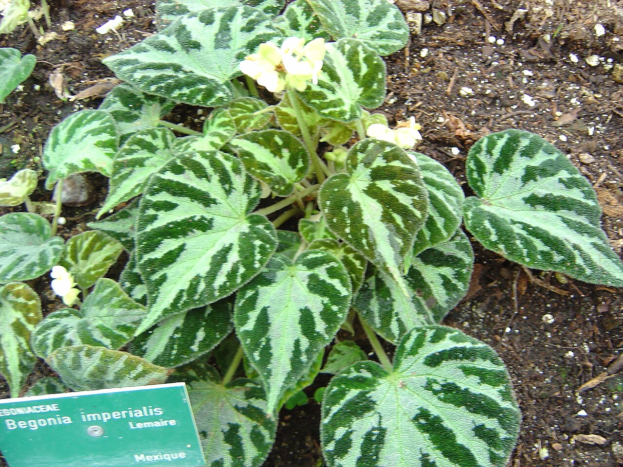 Begonia imperialis: photo catch by myself : Solène Moutardier